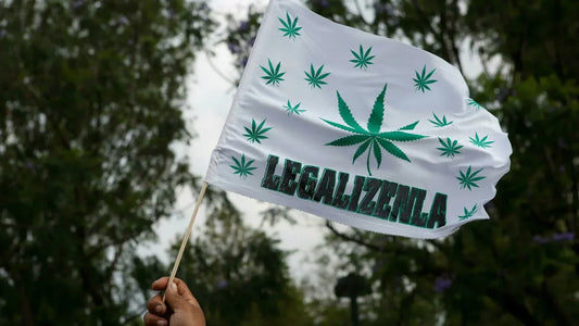 Autocultivo Legal: 5 Razones Clave para Combatir el Narcotráfico y Empoderar a la Sociedad